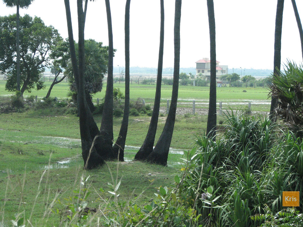 5a392fc48c600_04B.FTREES_1423.jpg.e5f8f5
