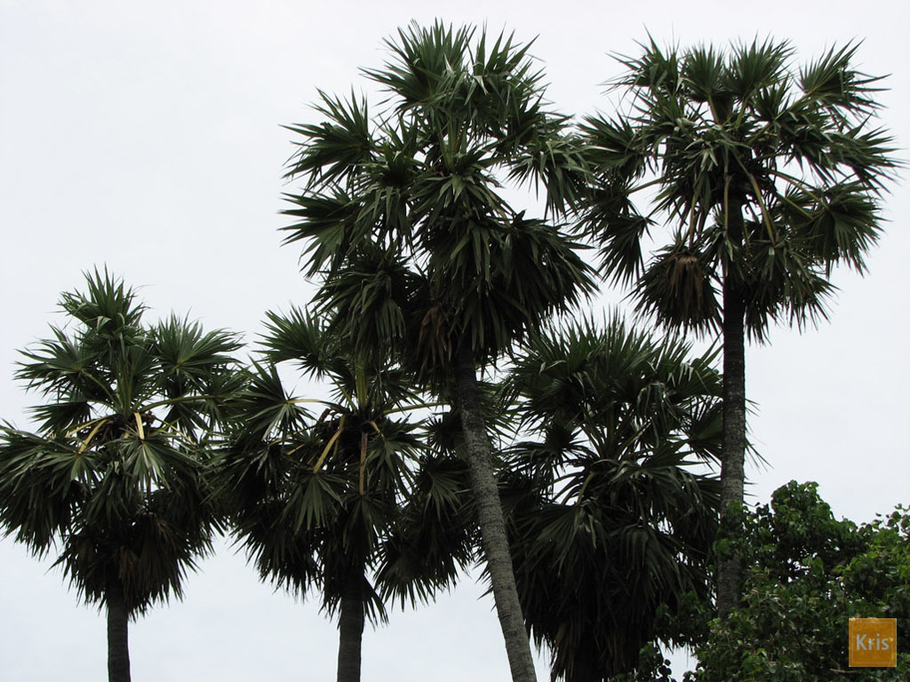 5a392fe9a1d08_06B.FTREES.jpg.bcf56ec6a5b