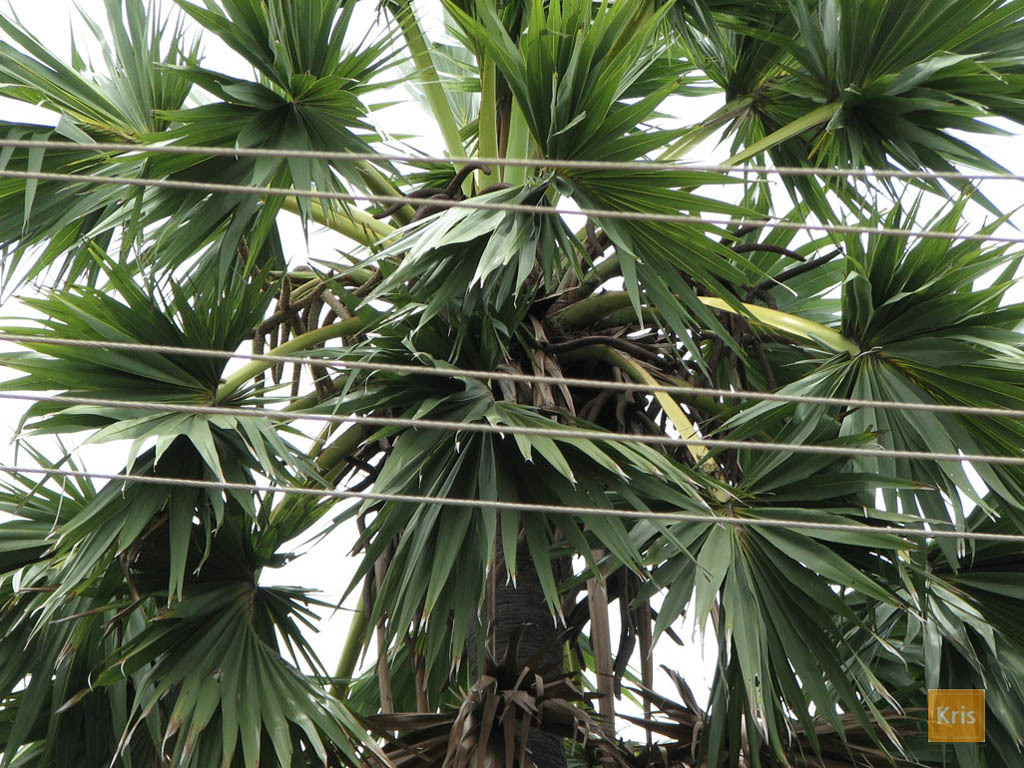 5a3930090dcee_05B.FTREES.jpg.25808cc9282