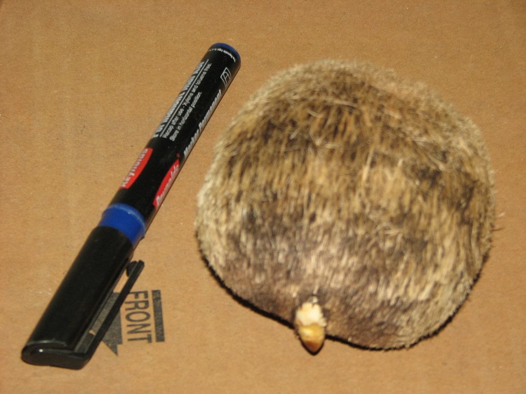 5a393118d6c19_B.FSeed_4414.jpg.9b52011d9