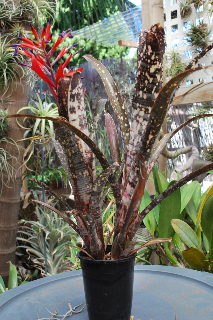 DSC_2524.JPG