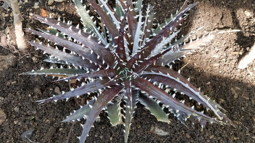 Dyckia_x_HectiaHybrid.jpg.ed199d8d0fa64b