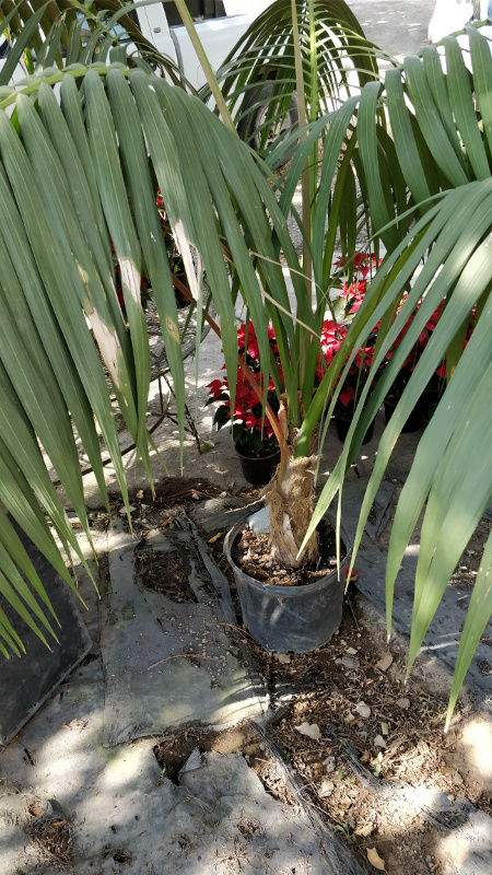 Is this a Kentia Palm