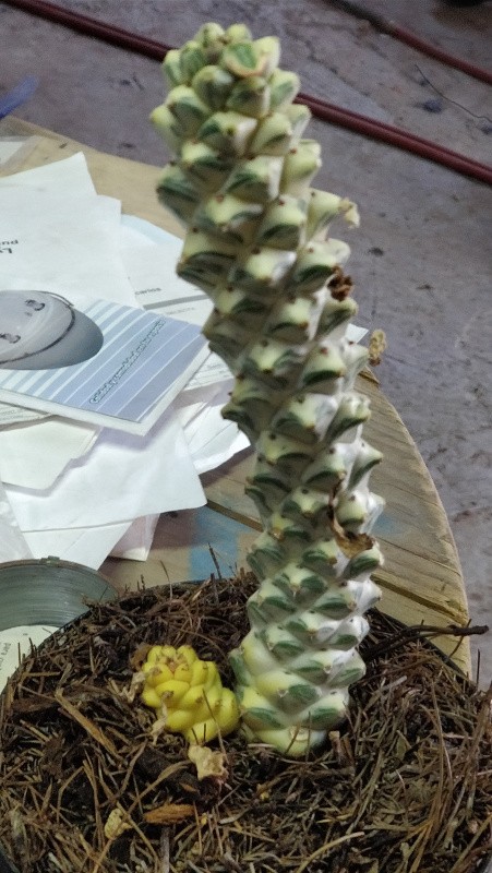 Which Succulenta am I
