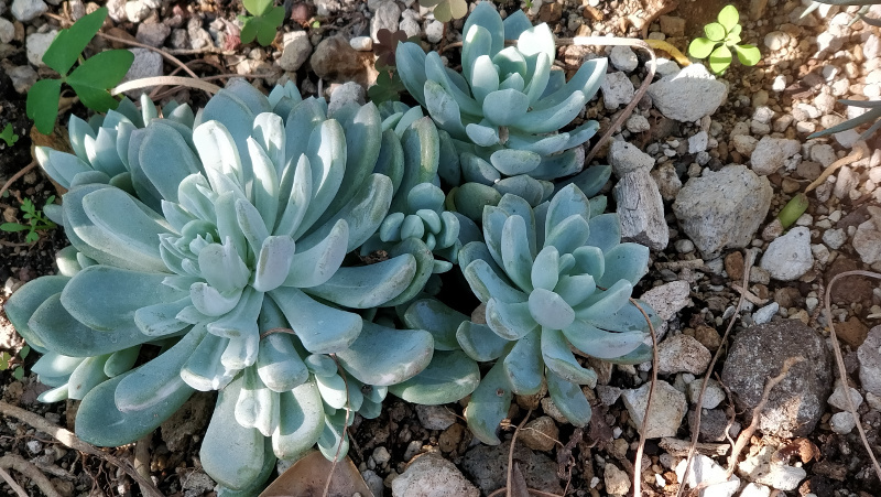 Which succulent am I?