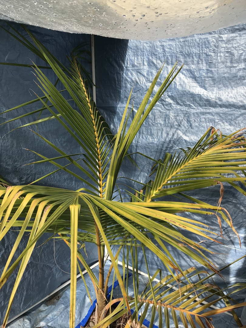 Coconut Palms In Zone 9b? DISCUSSING PALM TREES WORLDWIDE PalmTalk