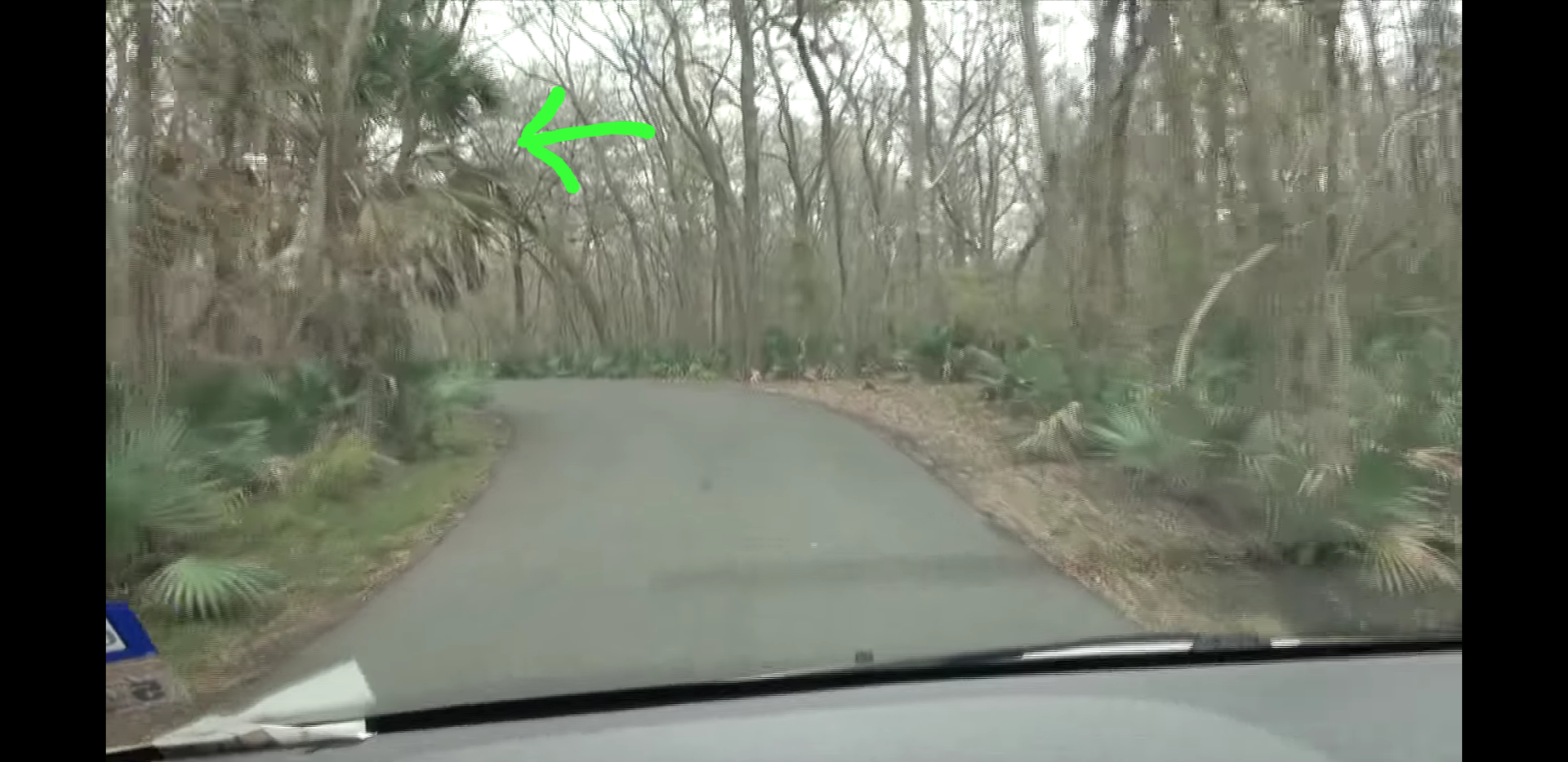 What Palm Is This? (Seen In Video)