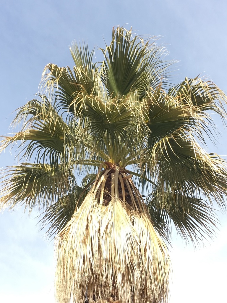 Alb_Washingtonia 2.jpg