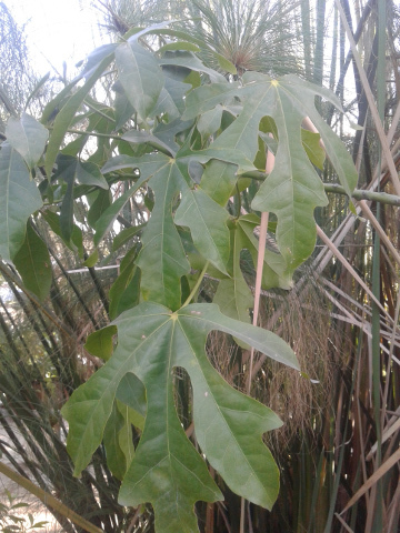 BrachychitonAcerifolius.jpg.33f7f98d8dc9