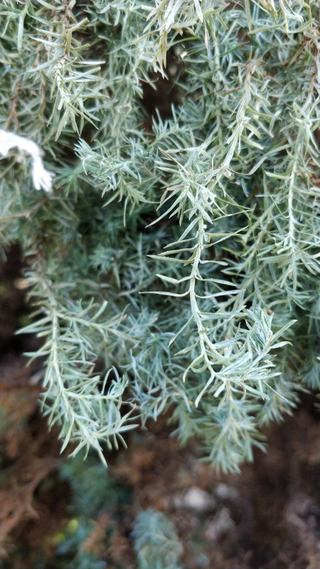 ConiferLeaves.jpg.02f484eabc09adb3c18804