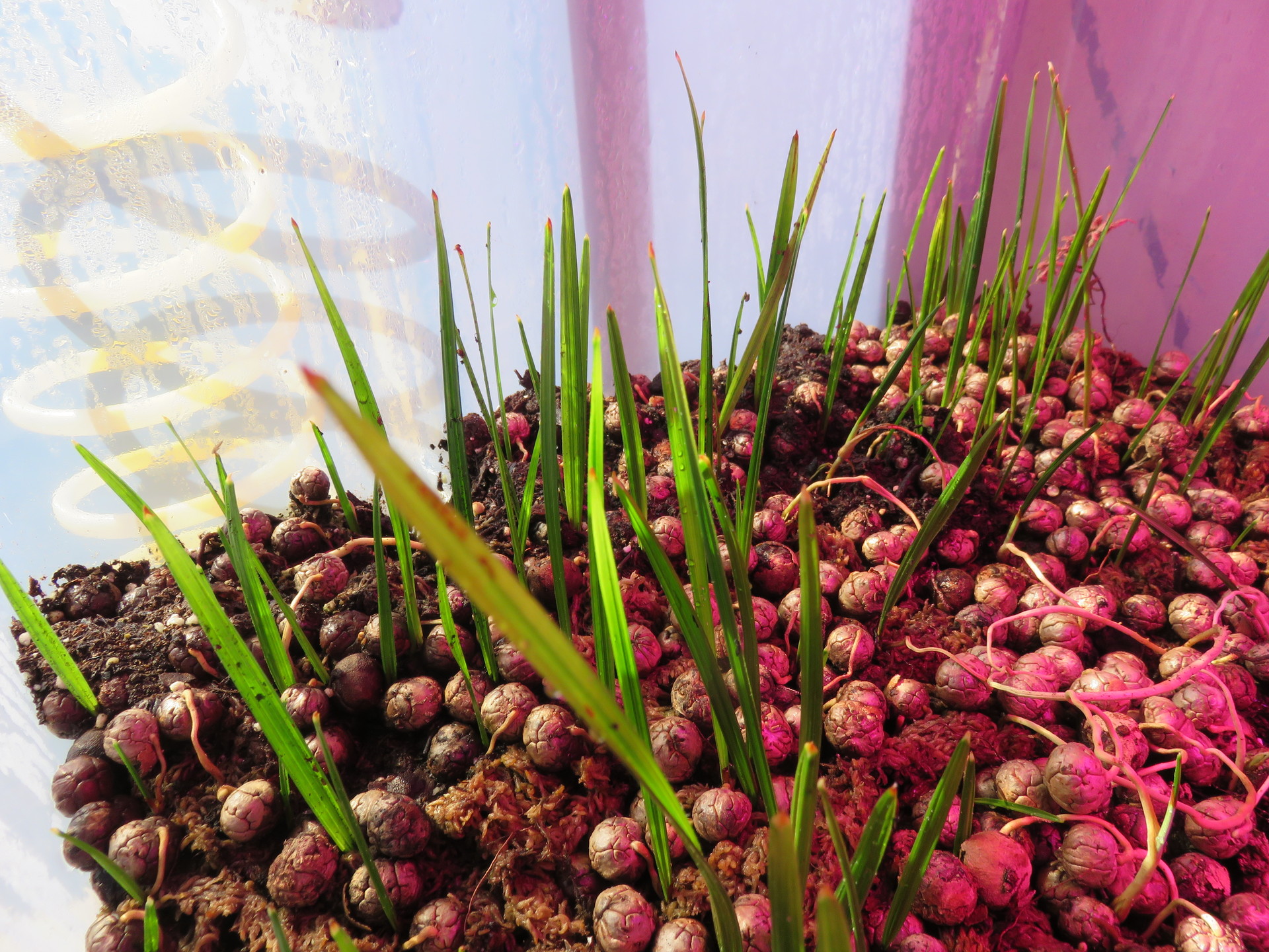 Seedlings: Cuban Old Man Palm, [ Coccothrinax crinita ] and others