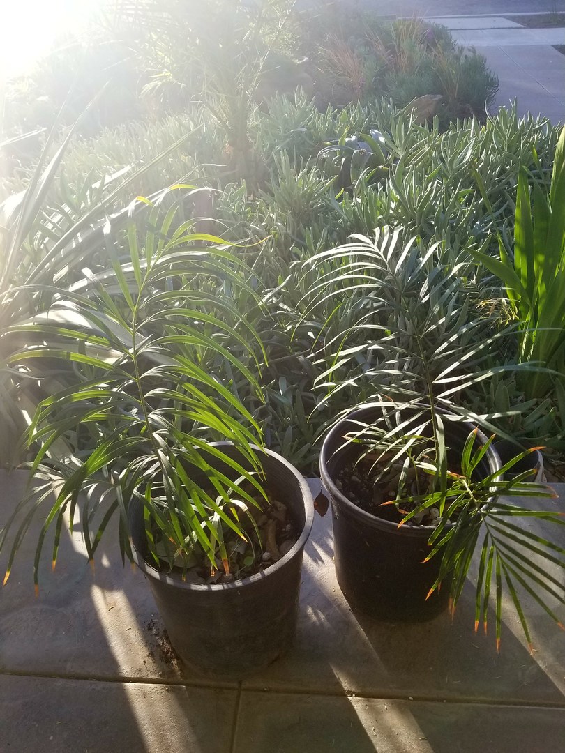 Planted out two Cycas revoluta x debaoensis