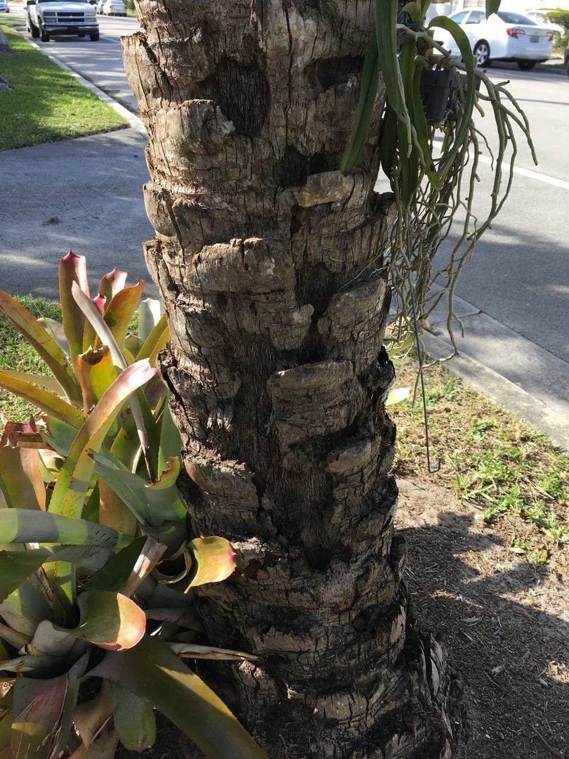 Damaged trunk on Phoenix Sylvestris DISCUSSING PALM TREES WORLDWIDE