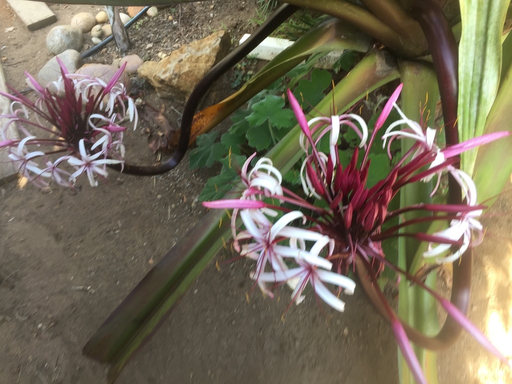 Crinum nigra.jpg