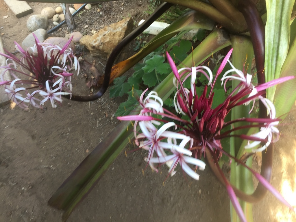 Crinum nigra.jpg