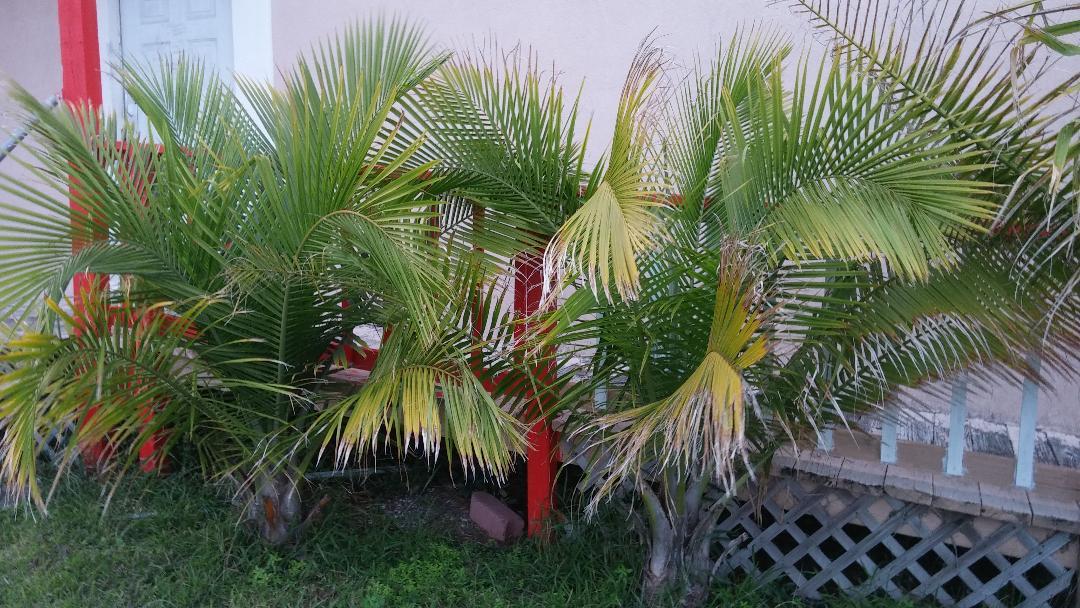 Corpus Christi Curiosity DISCUSSING PALM TREES WORLDWIDE PalmTalk