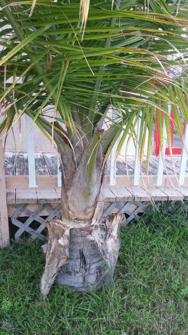 Corpus Christi Curiosity DISCUSSING PALM TREES WORLDWIDE PalmTalk