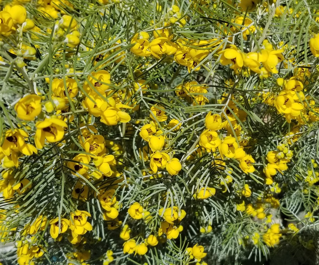 Cassia_artemisioides.jpg