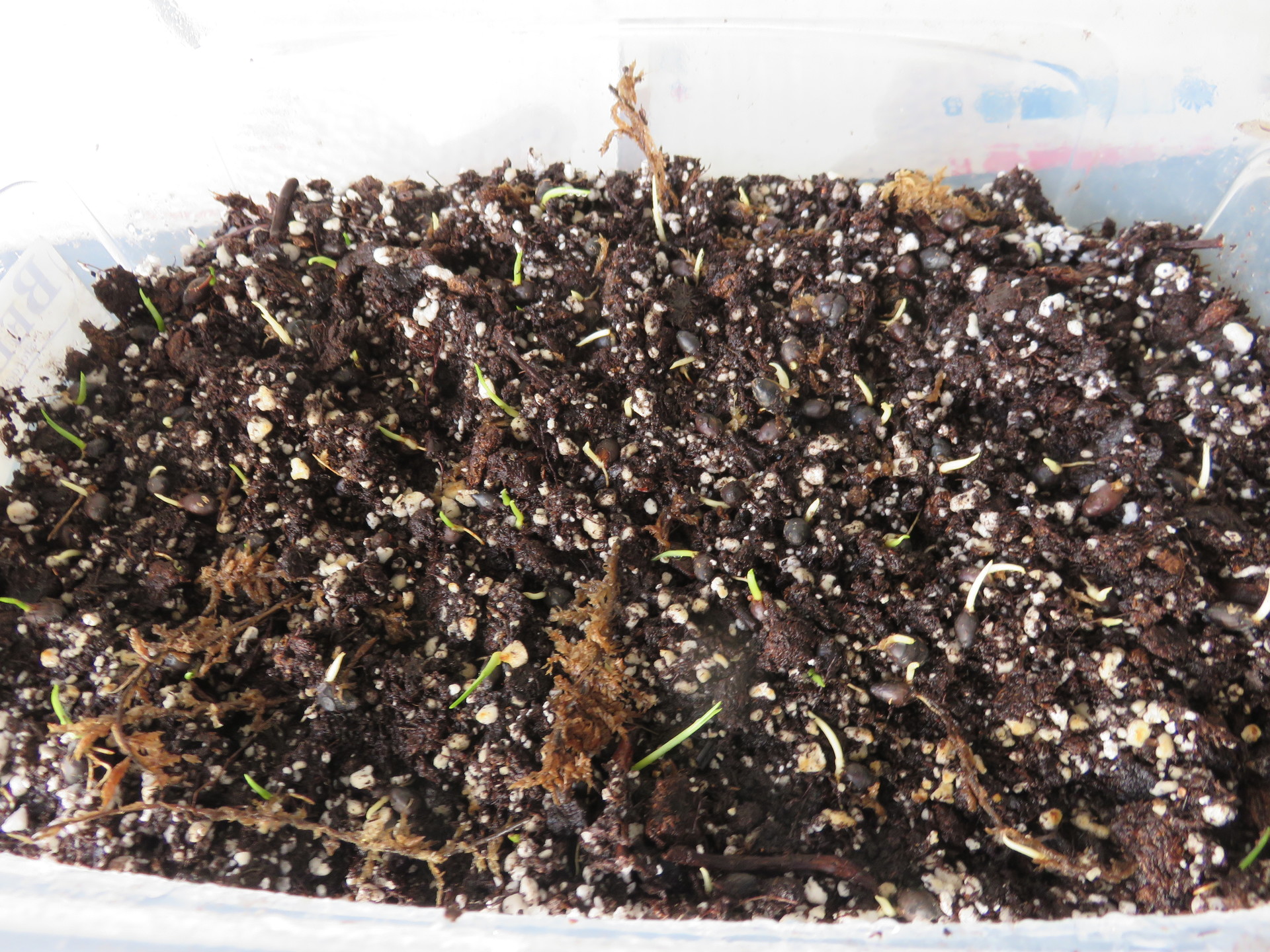 CYRTOSTACHYS RENDA Lipstick Palm Seedlings DISCUSSING PALM TREES WORLDWIDE PalmTalk