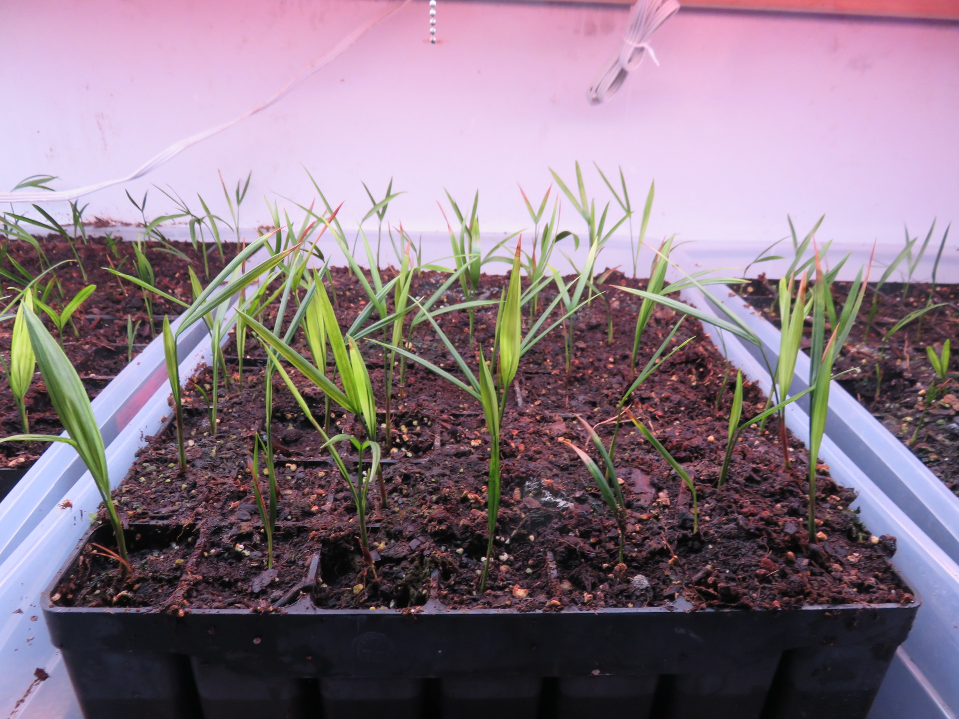 CYRTOSTACHYS RENDA Lipstick Palm Seedlings DISCUSSING PALM TREES WORLDWIDE PalmTalk