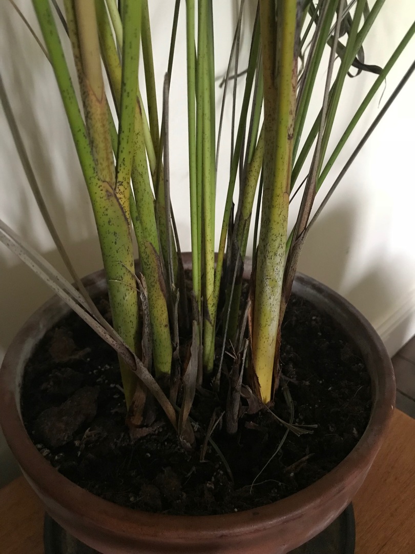 Help My Plant Is Dying Palms In Pots Palmtalk