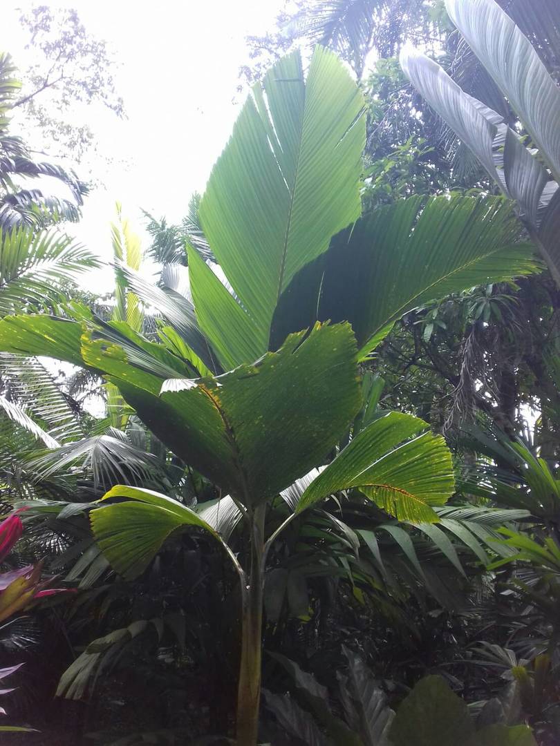 Veschalffetia in morning garden