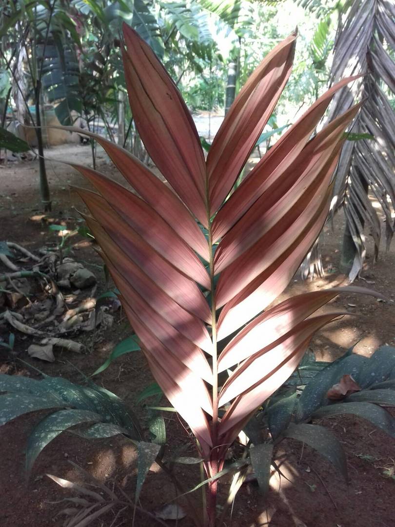 red new leaf of Calyptrolyx