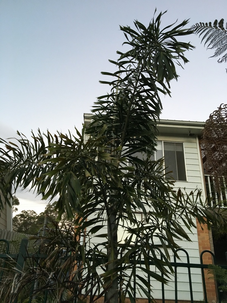 fox2.thumb.JPG.7f84262abf9839a9bb4f19e0d