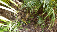 Coccothrinax Argentata New Growth Poor