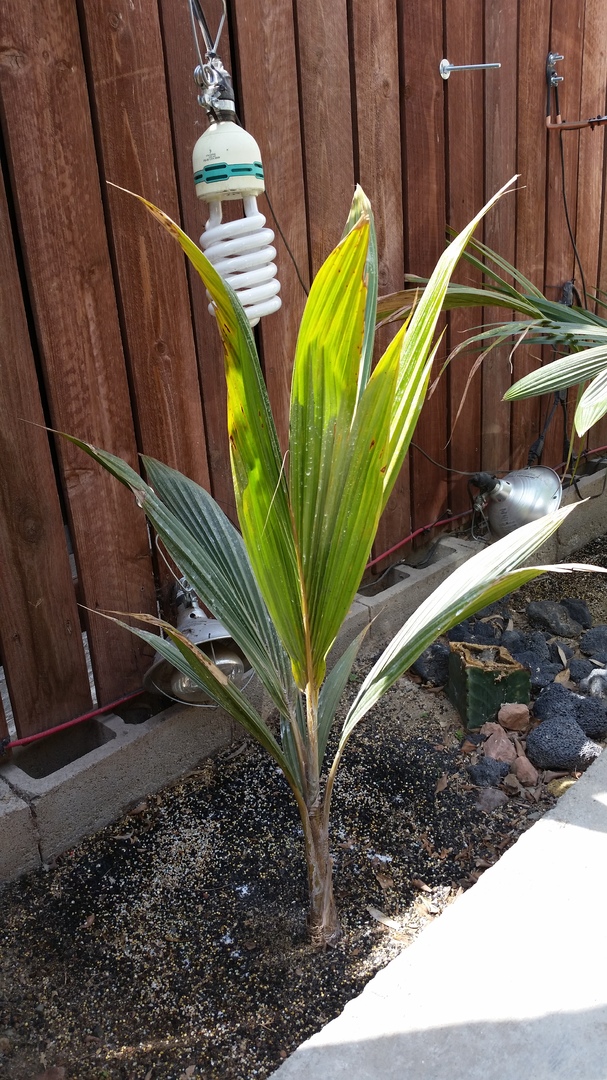 My red Tahiti dwarf/Haari Papua cocos finally arrived