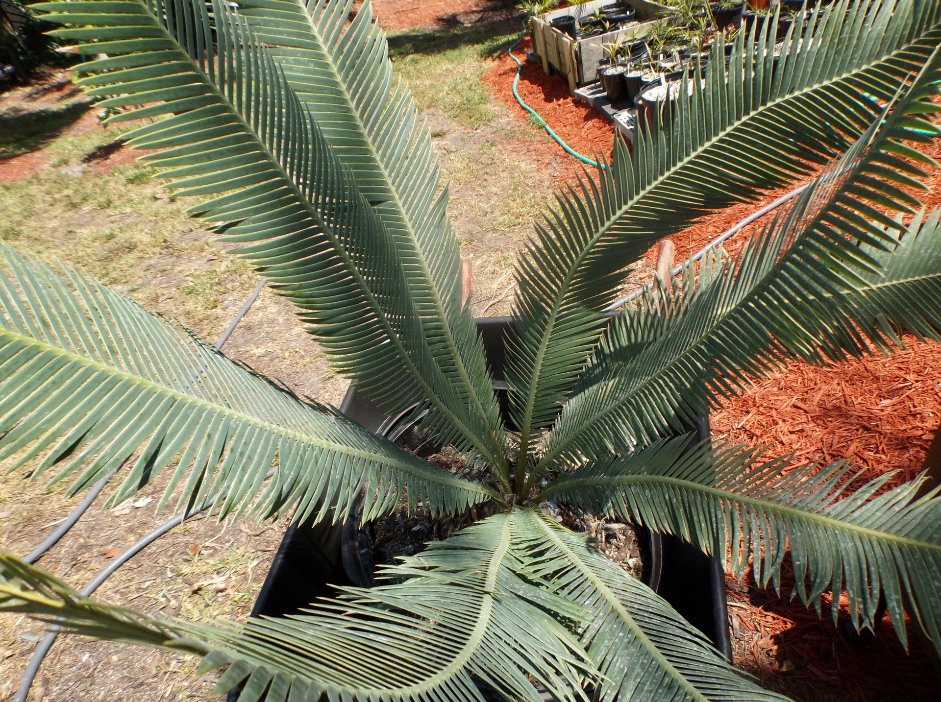 My big blue Dioon edule - TROPICAL LOOKING PLANTS - Other Than