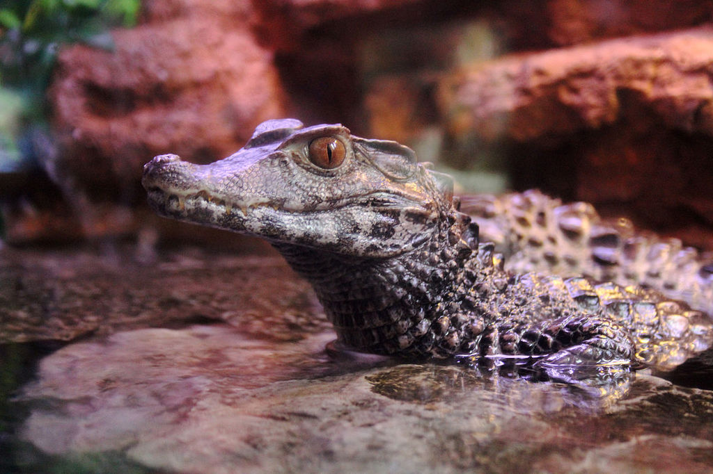 Cuviersdwarfcaiman.jpg
