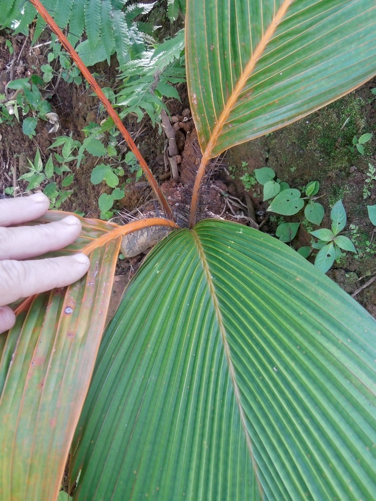 DSCN7742.thumb.jpg.750b01de0183c14b1accc