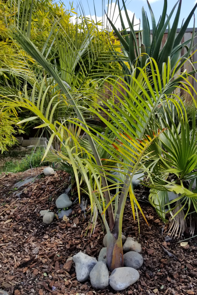 Dypsis_decaryi-1.png