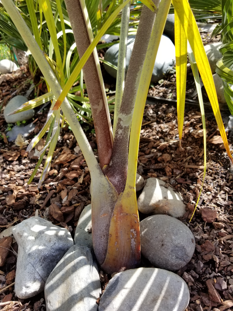 Dypsis_decaryi-2.png