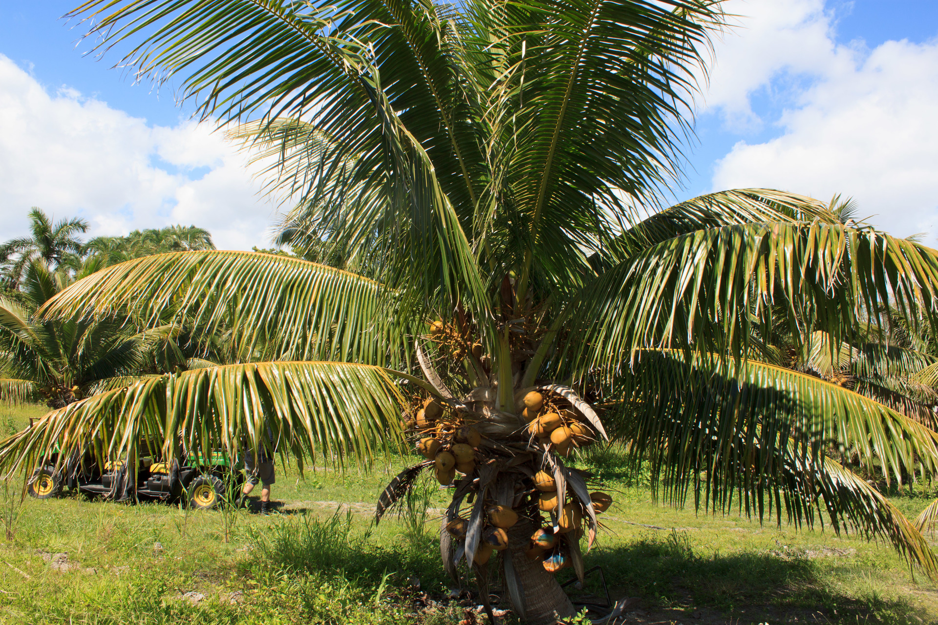 Dwarf Coconut Tree