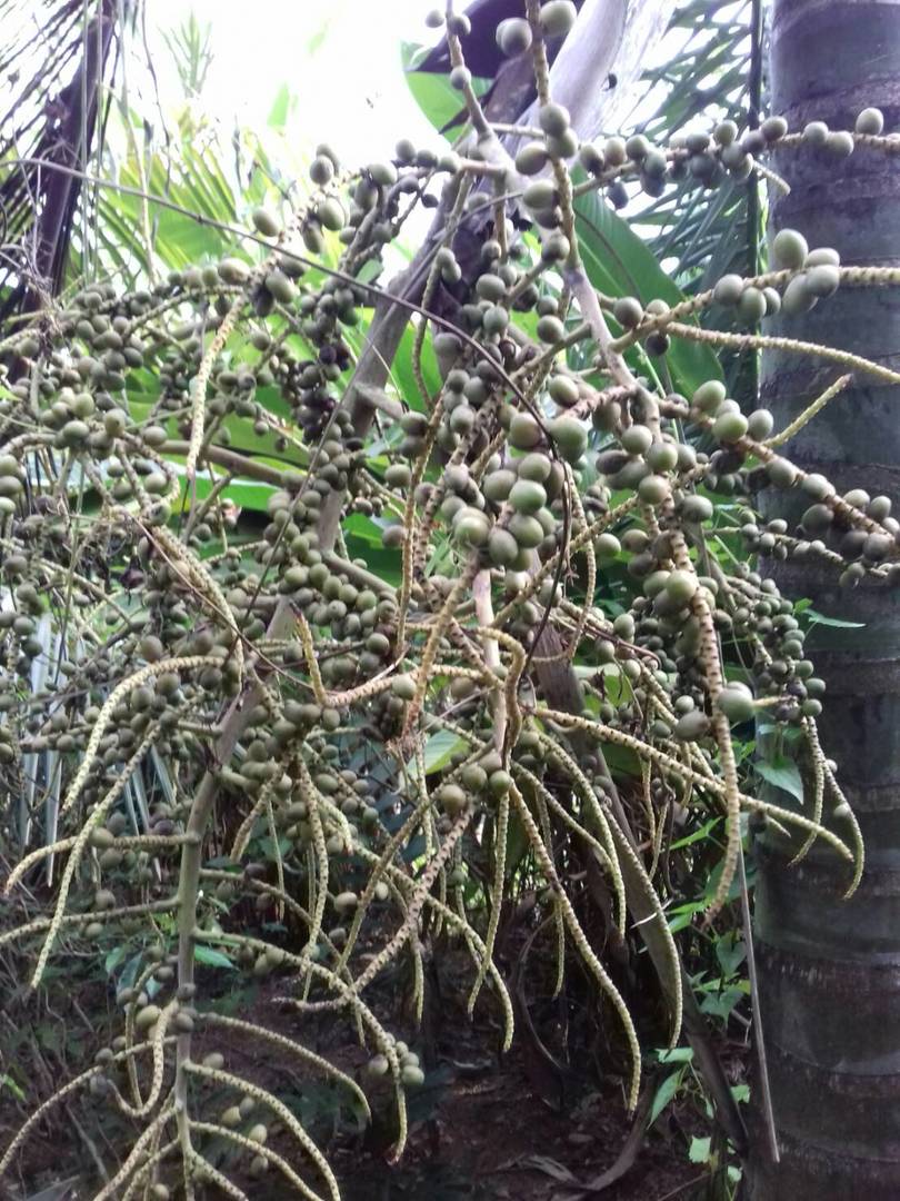 fruiting palms