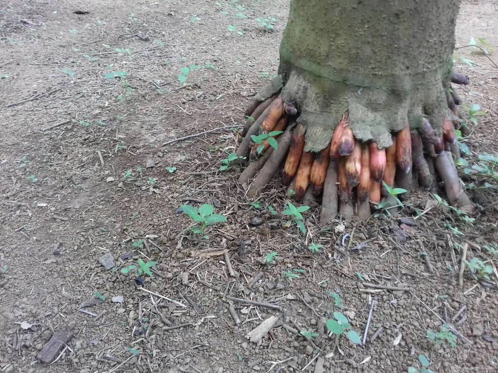 IMG_1947.thumb.JPG.fda7ecefbd13a6757c96d