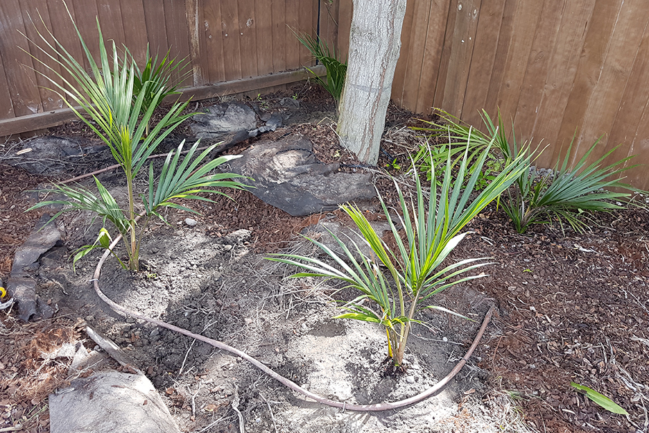 Nikau2.jpg.27ce93d1d4690fc1a6a4ff2f8e611