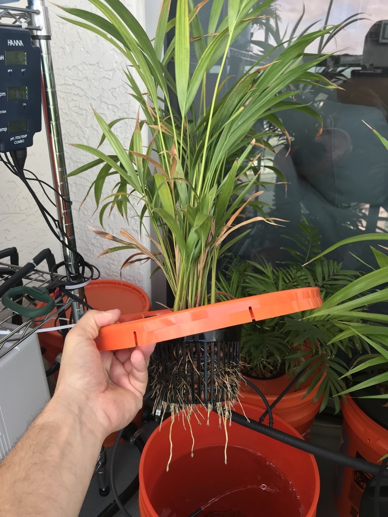 Hydroponic Balcony Garden