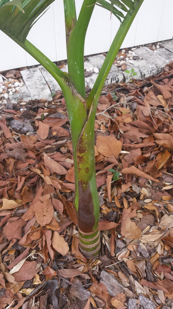 Possible spear jam on Archontophoenix Alexandrae