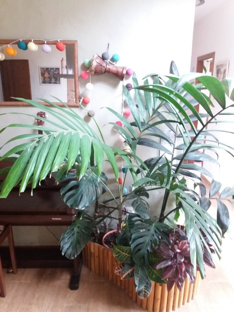 My Indoor Garden
