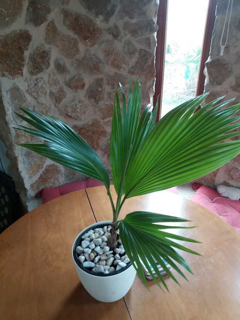 20180422_120652-774x1032.thumb.jpg.f0a56