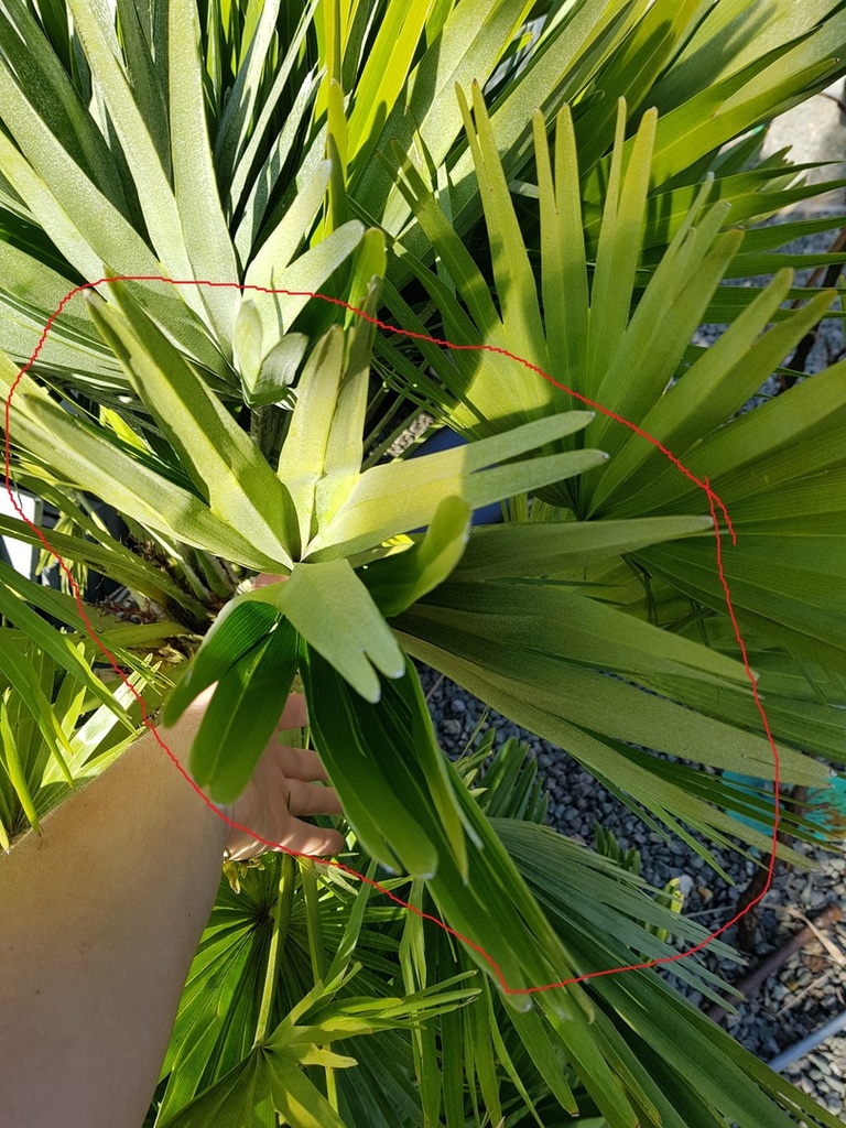 wavy  leaf chamaerops.jpg