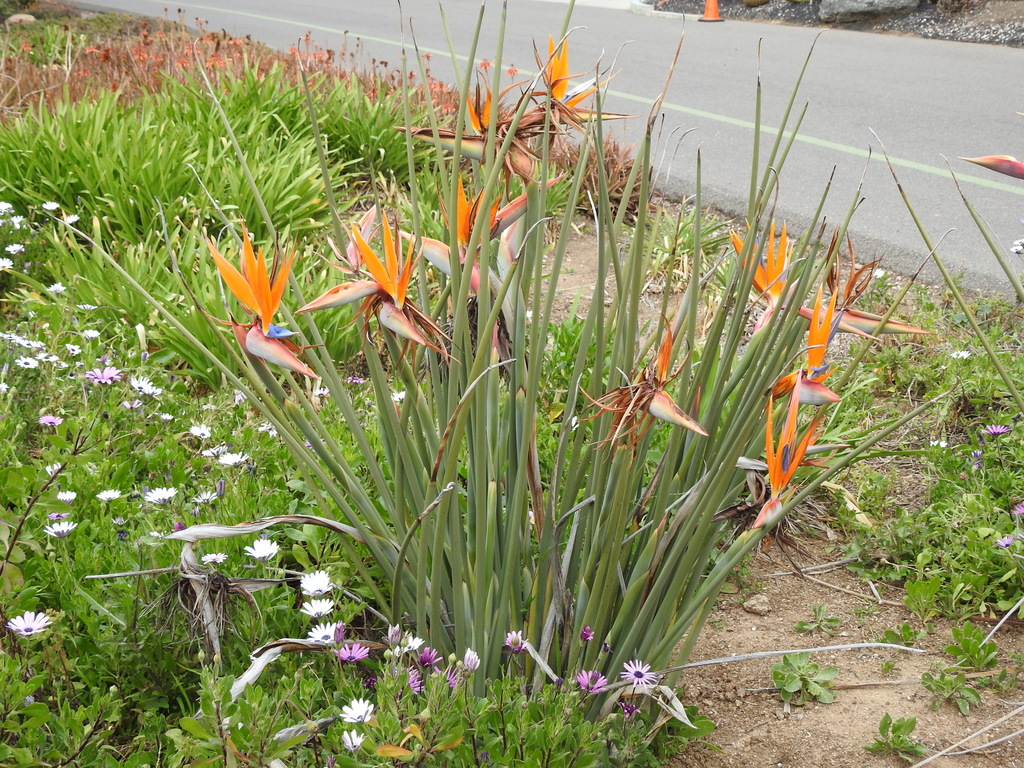 Strelitzia juncae dwarf in full flowe 3-18 larb.jpg