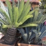 5150cycad