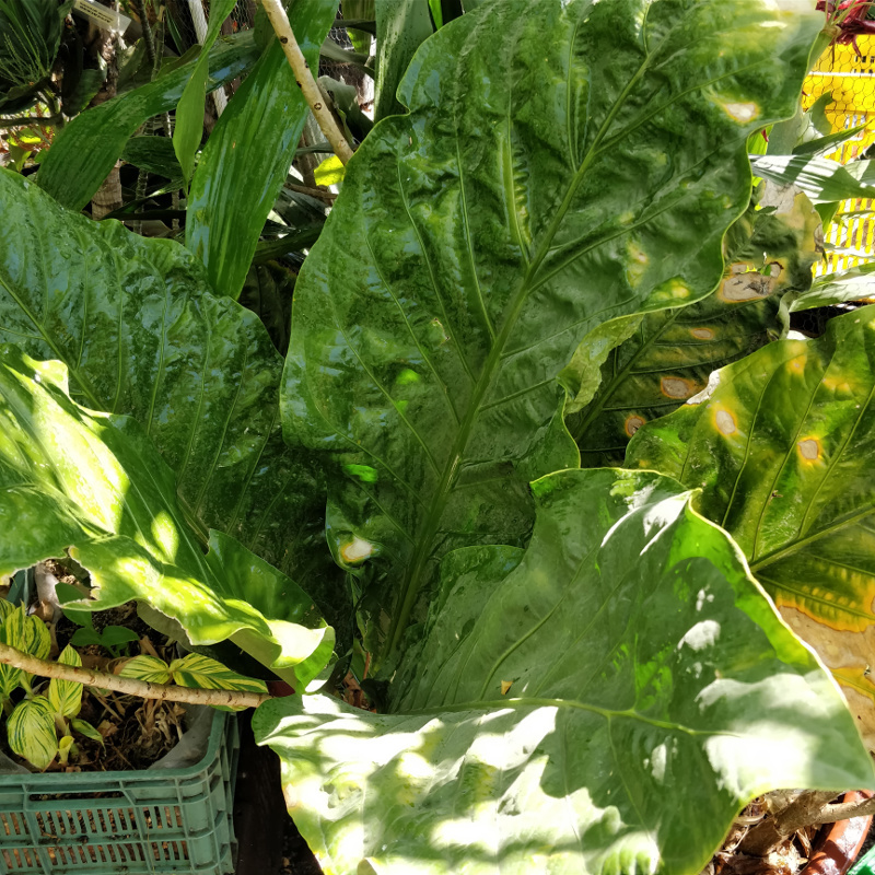AnthLeaves.jpg.8c802e3b7d3de5f158a259b25