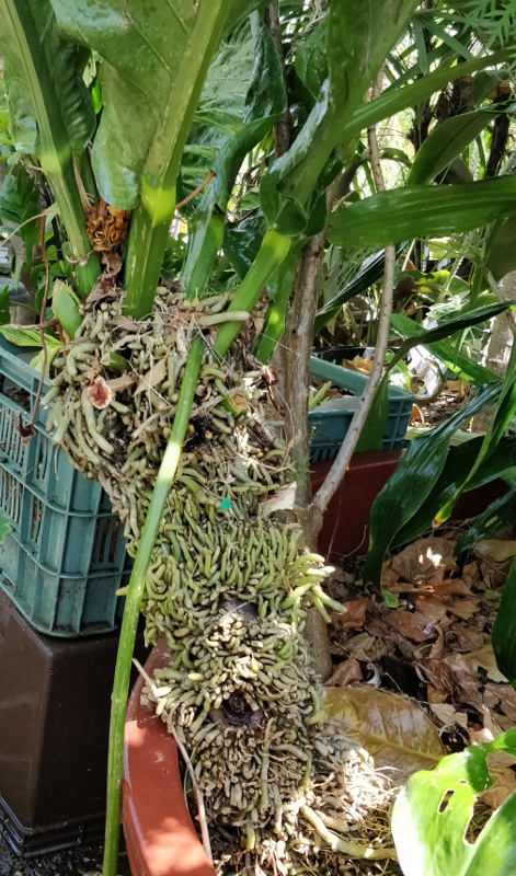 AnthTrunk.jpg.a6f0a511b4c4869b3eda976d2d