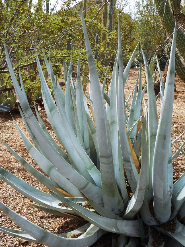 Great Agave..  share your favorites