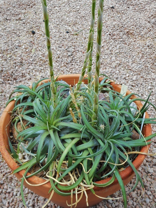 DSCN3753.JPG.e40b85a3ee6af7b76e60ca13feb